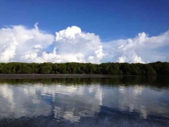 ブルネイ マングローブクルーズ観光ツアー テングザルなど野生動物鑑賞 水上集落でティータイム＜午前 or 午後／日本語ガイド／往復送迎＞