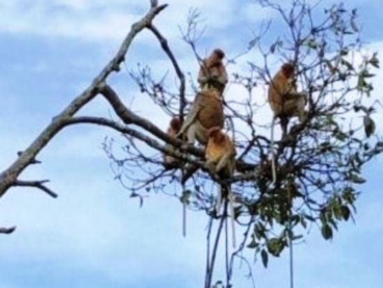 ブルネイ マングローブクルーズ観光ツアー テングザルなど野生動物鑑賞 水上集落でティータイム＜午前 or 午後／日本語ガイド／往復送迎＞