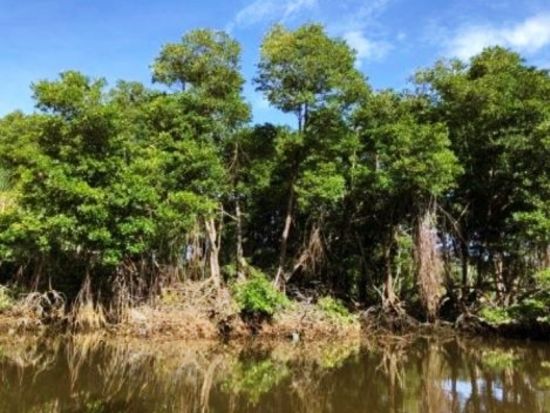 ブルネイ マングローブクルーズ観光ツアー テングザルなど野生動物鑑賞 水上集落でティータイム＜午前 or 午後／日本語ガイド／往復送迎＞