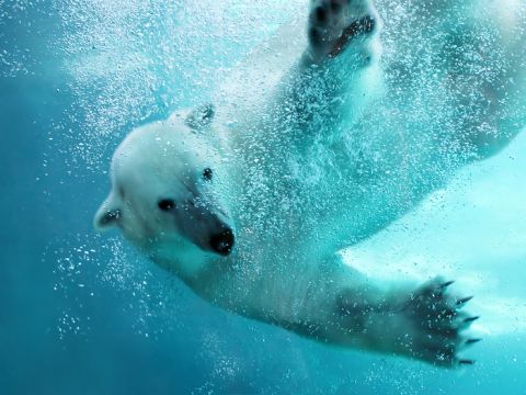 札幌発 日帰りバスツアー 旭山動物園＋青い池＋白ひげの滝ほか　選べる北海道ご当地グルメバイキングランチ ＜4月下旬～11月末／1名から催行／札幌市内発着＞