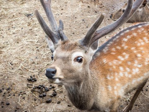 【中国語・英語対応可】札幌発 日帰りバスツアー 旭山動物園＋青い池＋白ひげの滝＋ご当地グルメバイキングランチ メロン食べ放題選択可＜1名から催行／札幌市内発着＞