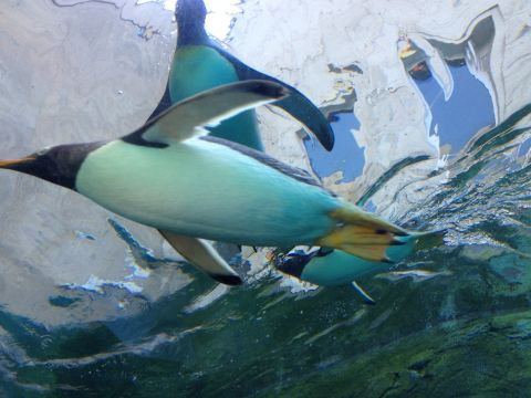 【中国語・英語対応可】札幌発 日帰りバスツアー 旭山動物園＋青い池＋白ひげの滝＋ご当地グルメバイキングランチ メロン食べ放題選択可＜1名から催行／札幌市内発着＞