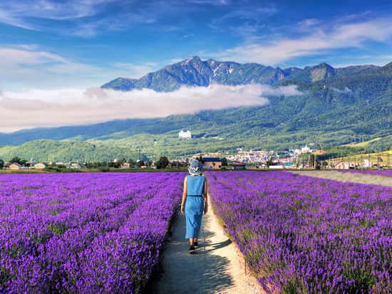 Japan_Hokkaido_Furano_Lavender_shutterstock_461799649