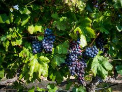 konavle_wine_train_(32)_17142