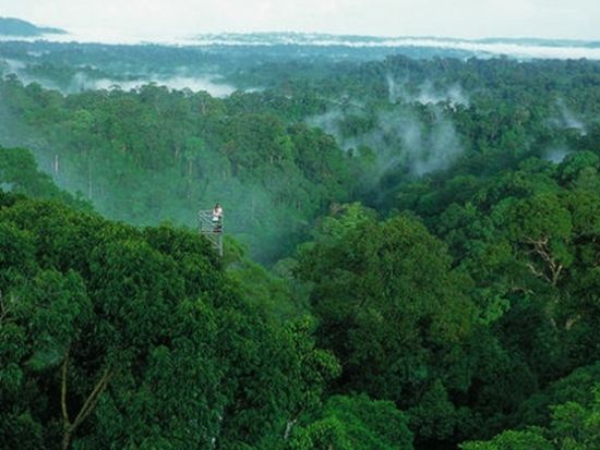 ブルネイ テンブロン国立公園ツアー 伝統ロングボート乗船 キャノピーウォーク＜1日／日本語ガイド／昼食／往復送迎＞
