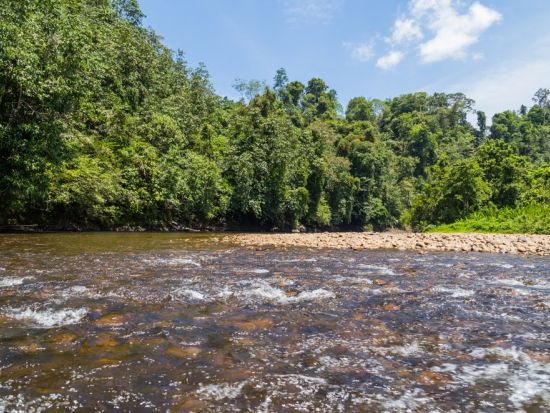 ブルネイ テンブロン国立公園ツアー 伝統ロングボート乗船 キャノピーウォーク＜1日／日本語ガイド／昼食／往復送迎＞