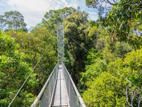 ブルネイ テンブロン国立公園ツアー 伝統ロングボート乗船 キャノピーウォーク＜1日／日本語ガイド／昼食／往復送迎＞