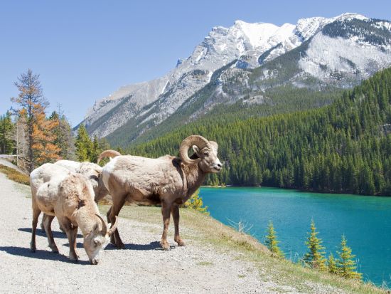 バンフ国立公園 半日観光ツアー　ボウ滝＆フードゥーズ展望台＆ミネワンカ湖など ＜英語ガイド／バンフ発＞