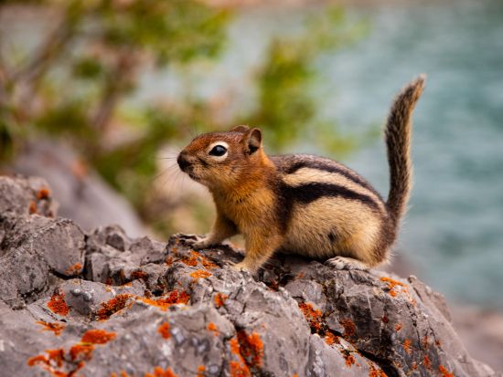 バンフ国立公園 半日観光ツアー　ボウ滝＆フードゥーズ展望台＆ミネワンカ湖など ＜英語ガイド／バンフ発＞