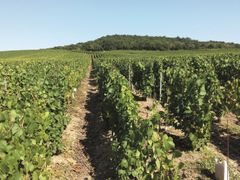 vignes champagne julien chopin