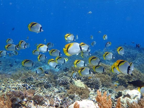 ウミガメポイントでシュノーケリング日帰りツアー　レンボンガン島でたっぷり海の生き物観察！デビルティアーズ訪問＋ビーチクラブ利用＜日本語ガイド／送迎／ランチ付＞