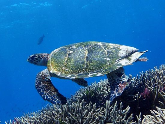 ウミガメポイントでシュノーケリング日帰りツアー　レンボンガン島でたっぷり海の生き物観察！デビルティアーズ訪問＋ビーチクラブ利用＜日本語ガイド／送迎／ランチ付＞