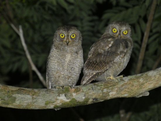 世界自然遺産・奄美大島・神秘の森クロウサギナイトツアー 遭遇率100％継続 満天の星空・夜の原生林・冒険ツアー！送迎可能＜住用町＞by奄美ネイチャーガイド