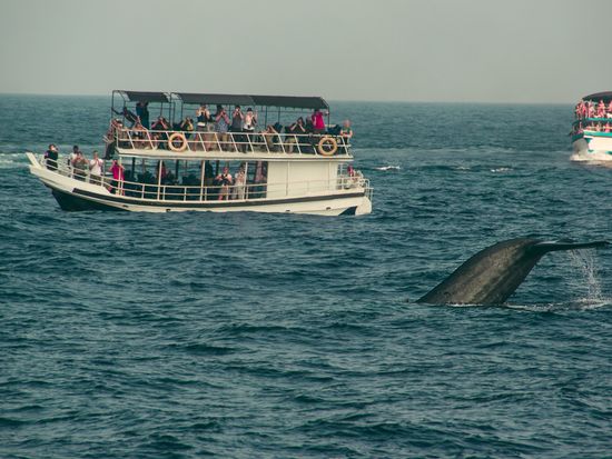 shutterstock_790657894