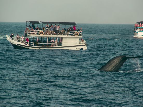 ホエールウォッチング＋世界遺産都市ゴール 日帰りツアー ＜11月～4月／1日／昼食付き／日本語ガイド／コロンボ発／貸切チャーター＞