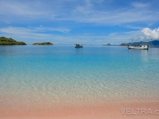 コモド島日帰り観光ツアー　巨大コモド・ドラゴン＆珍しいピンクビーチ シュノーケリング＜南部エリア送迎付／航空券込／日本語ガイド／インドネシアランチ付／バリ島発＞