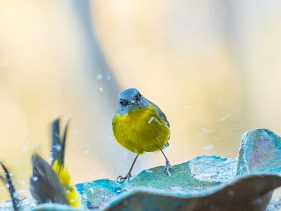 Australia_Lamington_shutterstock_1532239289