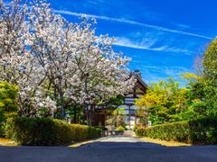 Tenryuji temple during spring