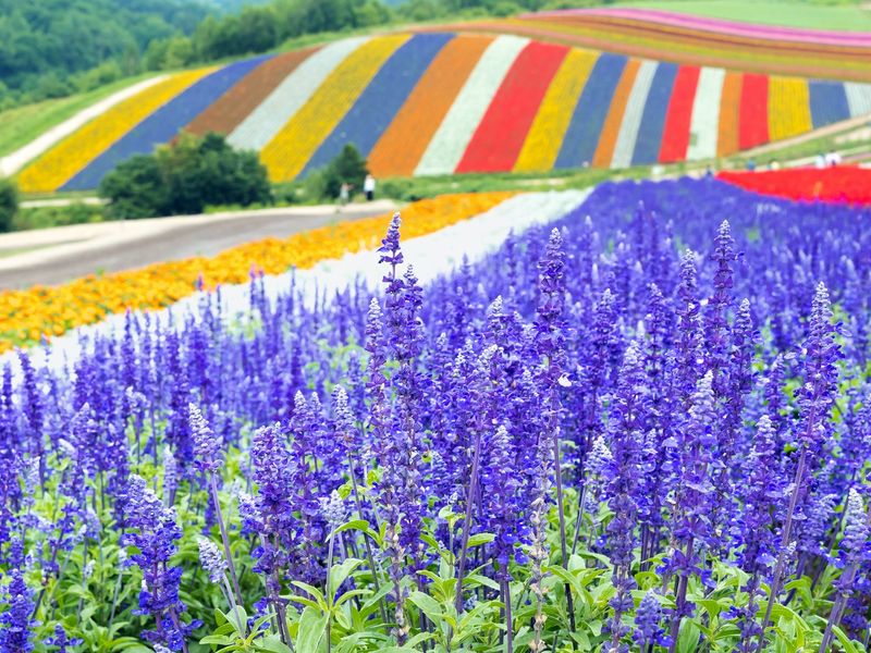 Hokkaido_Furano_Farm_Tomita_shutterstock_720666037