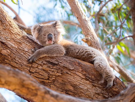 Australia_Koala_shutterstock_1007713990