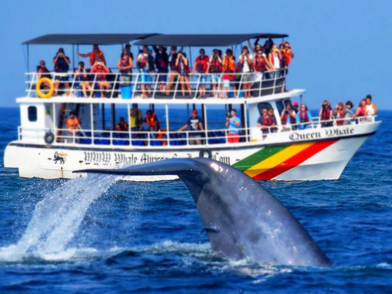 whale-watching-mirissa-srilanka-1