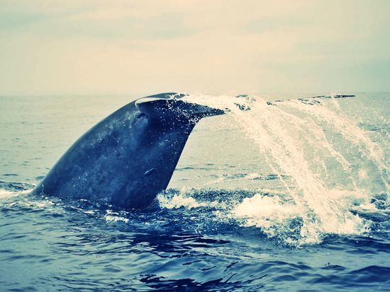 blue-whales-watching-in-srilanka