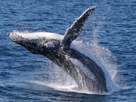 5 11月限定 ホエールウォッチングクルーズ ゴールドコースト発 遭遇率100 ザトウクジラに大接近 ゴールドコーストの観光 オプショナルツアー専門 Veltra ベルトラ 5 11月限定 ホエールウォッチングクルーズ ゴールドコースト発 遭遇率100 ザトウクジラに大接近 ゴールドコーストの観光 オプショナルツアー専門 Veltra ベルトラ