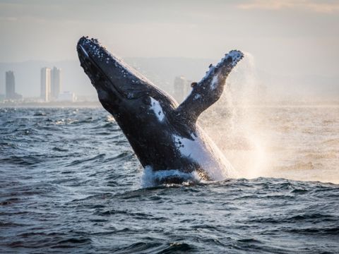 【2025年シーズン開始は5月31日から】ホエールウォッチングクルーズ  クジラ遭遇保証！＜ゴールドコースト シーワールド発＞