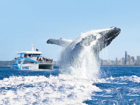 【2025年シーズン開始は5月31日から】ホエールウォッチングクルーズ  クジラ遭遇保証！＜ゴールドコースト シーワールド発＞
