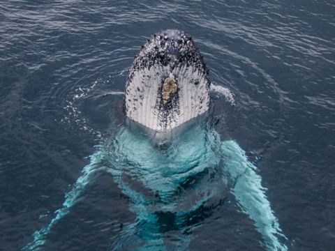 【2025年シーズン開始は5月31日から】ホエールウォッチングクルーズ  クジラ遭遇保証！＜ゴールドコースト シーワールド発＞