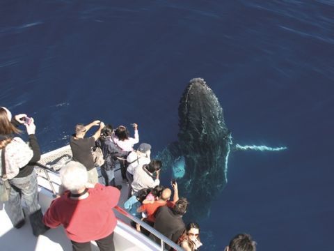 【2025年シーズン開始は5月31日から】ホエールウォッチングクルーズ  クジラ遭遇保証！＜ゴールドコースト シーワールド発＞