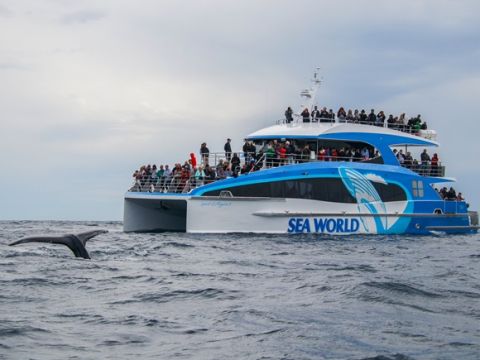 【2025年シーズン開始は5月31日から】ホエールウォッチングクルーズ  クジラ遭遇保証！＜ゴールドコースト シーワールド発＞
