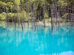 Hokkaido_Biei_Blue_Pond_shutterstock_537698452