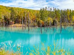 Hokkaido_Biei_Blue_Pond_shutterstock_1202113783