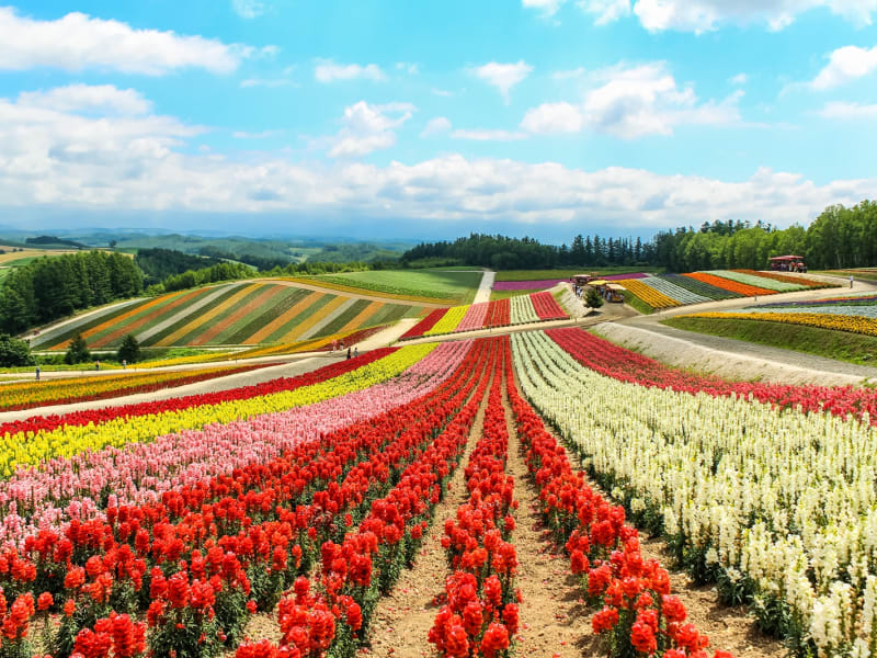 Hokkaido_Biei_Shikisai_no_Oka_Flower_Field_shutterstock_727603621