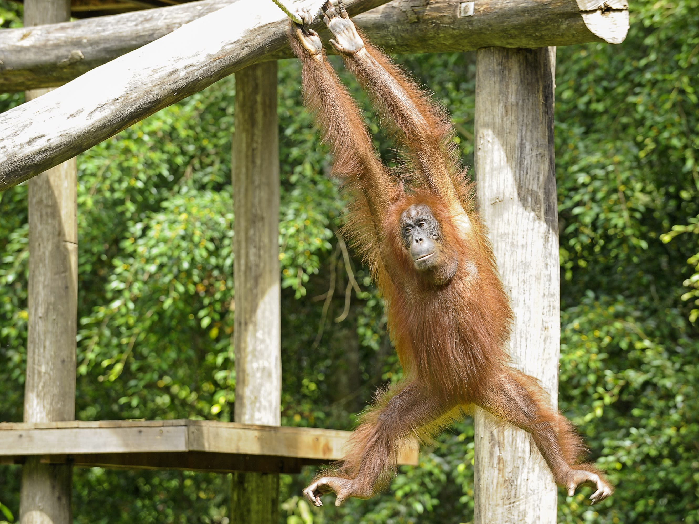 オランウータン/動物ツアー | マレーシアの観光・ツアーの予約 VELTRA(ベルトラ)