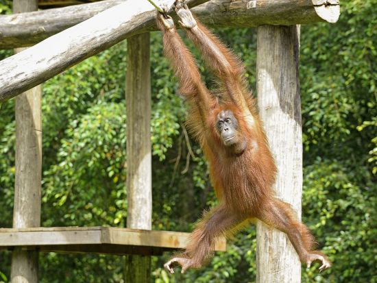 ボルネオ島リバークルーズ＆市内 1日観光ツアー　オランウータン＆テングザル＆ホタルに出会う ＜日本語ガイド／飲茶ランチ／マレー料理ビュッフェディナー＞