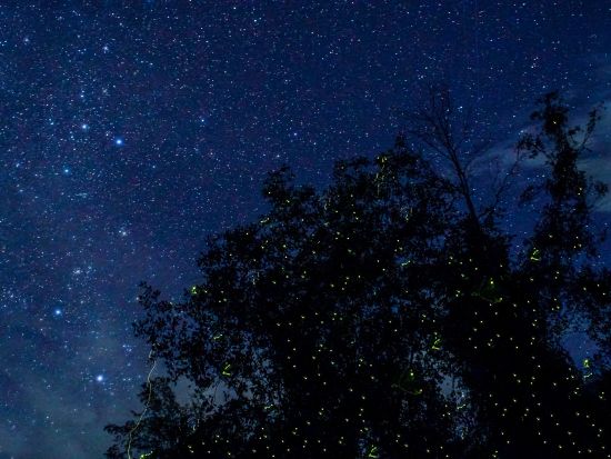 ボルネオ島リバークルーズ＆市内 1日観光ツアー　オランウータン＆テングザル＆ホタルに出会う ＜日本語ガイド／飲茶ランチ／マレー料理ビュッフェディナー＞