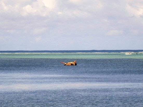 【貸切ツアー】マリアナ政府公認ガイドとサイパンの歴史・戦跡めぐる慰霊の旅　ヒストリカル南部コース＜日本語ガイド／2時間／送迎付き＞