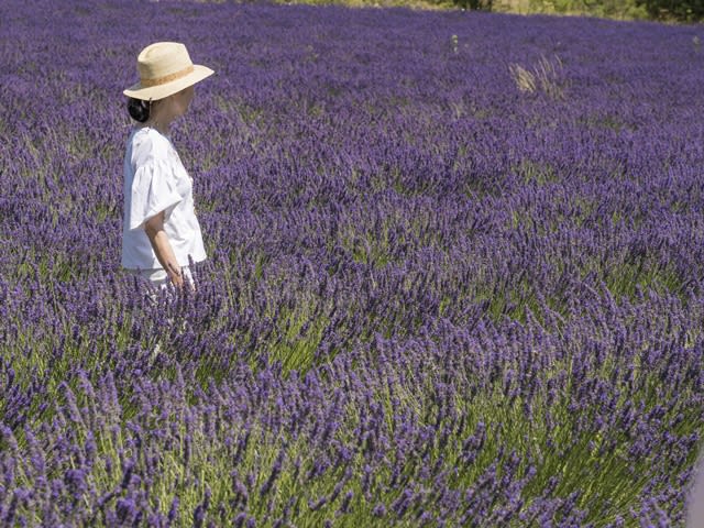 夏季限定】南仏エクス・アン・プロヴァンス ラベンダー畑とマルシェ＜7