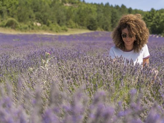 【6月6日～7月25日】南仏プロヴァンス ラベンダー鑑賞 半日ツアー ＜午前・午後／英語／アヴィニョン発＞