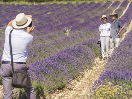 【6月10日～7月15日】南仏プロヴァンス ラベンダー鑑賞半日ツアー＜4時間／午前または午後発／英語／エクス・アン・プロヴァンス発＞