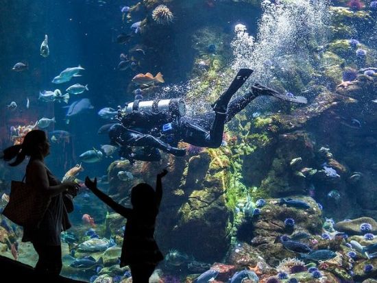 カリフォルニア科学アカデミー　入場チケット