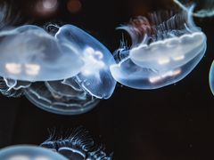 jellyfish-3964165_1280