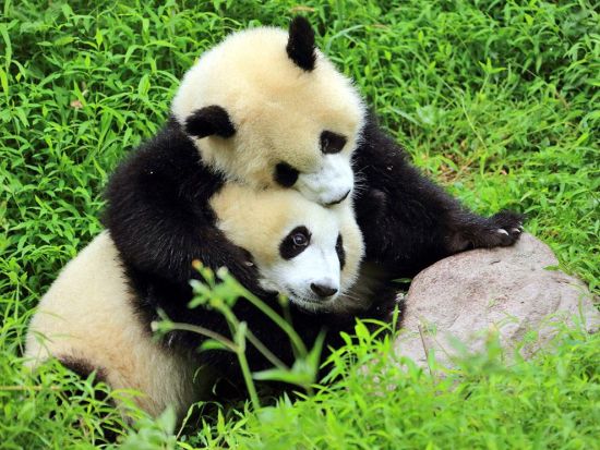 【成都発着・プライベート】九寨溝＋黄龍＋成都パンダ基地＋楽山大仏＋武候祠 4泊5日ツアー＜新幹線込／専用車／日本語ガイド／昼食付＞