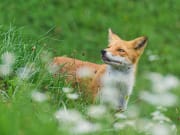 Japan_Hokkaido_fox_shutterstock_1538000933