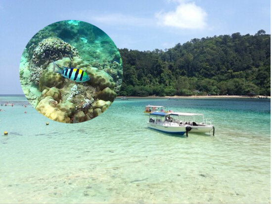 サピ島 シュノーケリングツアー　コナキタバルから1番近いサンゴ礁の海へ ＜BBQビュッフェ昼食付き／日本語ガイド／コタキナバル発＞