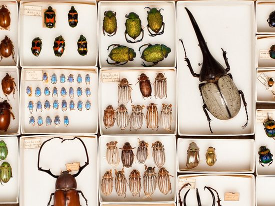 USA_California_Academy of Sciences_Behind Scene