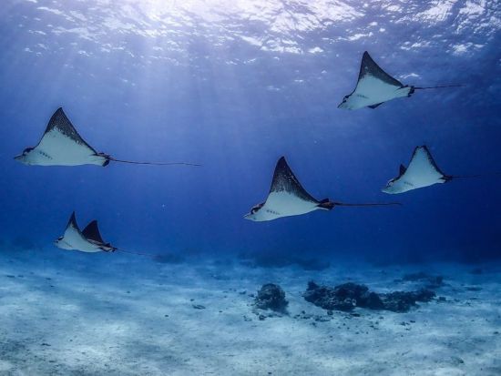 ファンダイビング ミクロネシア最大の大手ショップ！ポイントのリクエスト可能＜ボート／1日最大3ダイブ＞by アクアコネクションズ