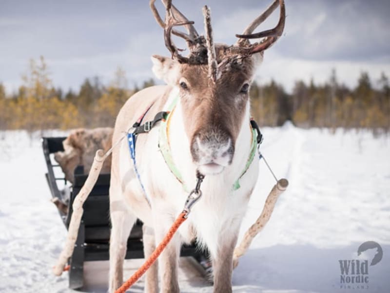 Visit-to-Local-Reindeer-Farm-3-1000x563 2